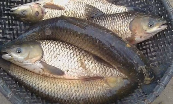 Nau canh chua ca nen cho nuoc lanh hay nuoc nong?