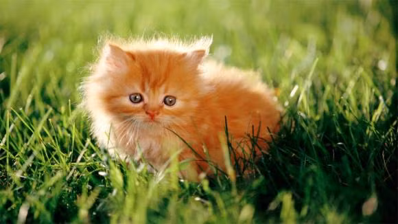 Ngay 5, 6, 7, 8 thang 6, ba con giap van may bung no!-Hinh-3