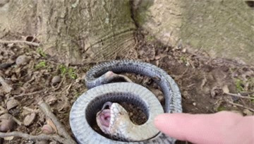 Tho san lat tay chieu tro cua ran mui hech: Gia chet san moi-Hinh-2