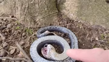 Tho san lat tay chieu tro cua ran mui hech: Gia chet san moi-Hinh-2