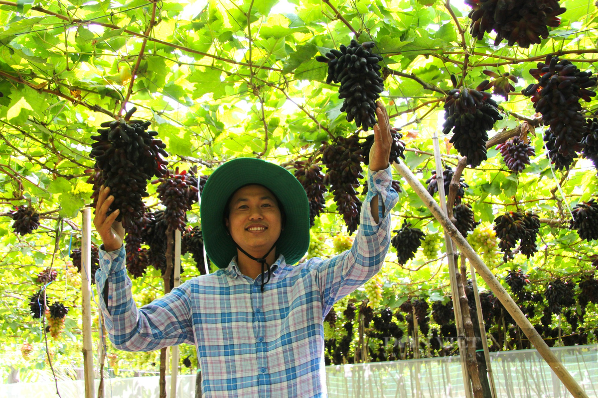 Bien nguoi tham du Le hoi Nho – Vang Ninh Thuan nam 2023-Hinh-2