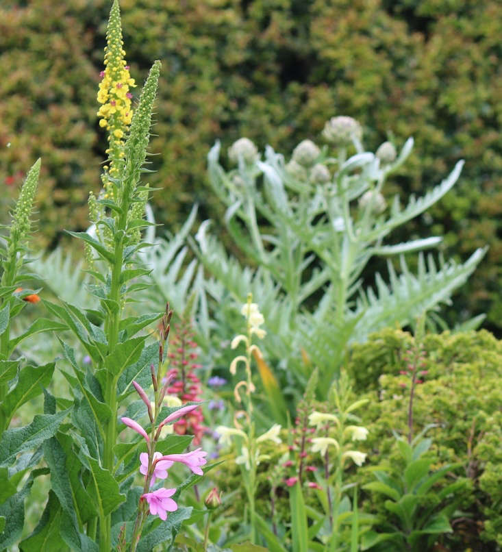 Khu vuon ngap hoa cua cu ba 83 tuoi da danh 33 nam de cham soc-Hinh-2