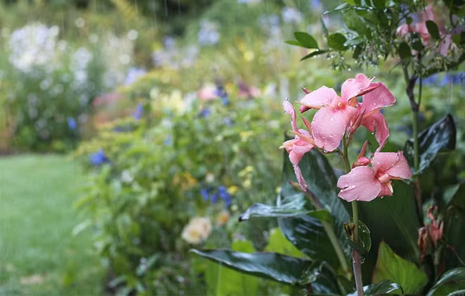 Khu vuon ngap hoa cua cu ba 83 tuoi da danh 33 nam de cham soc-Hinh-4