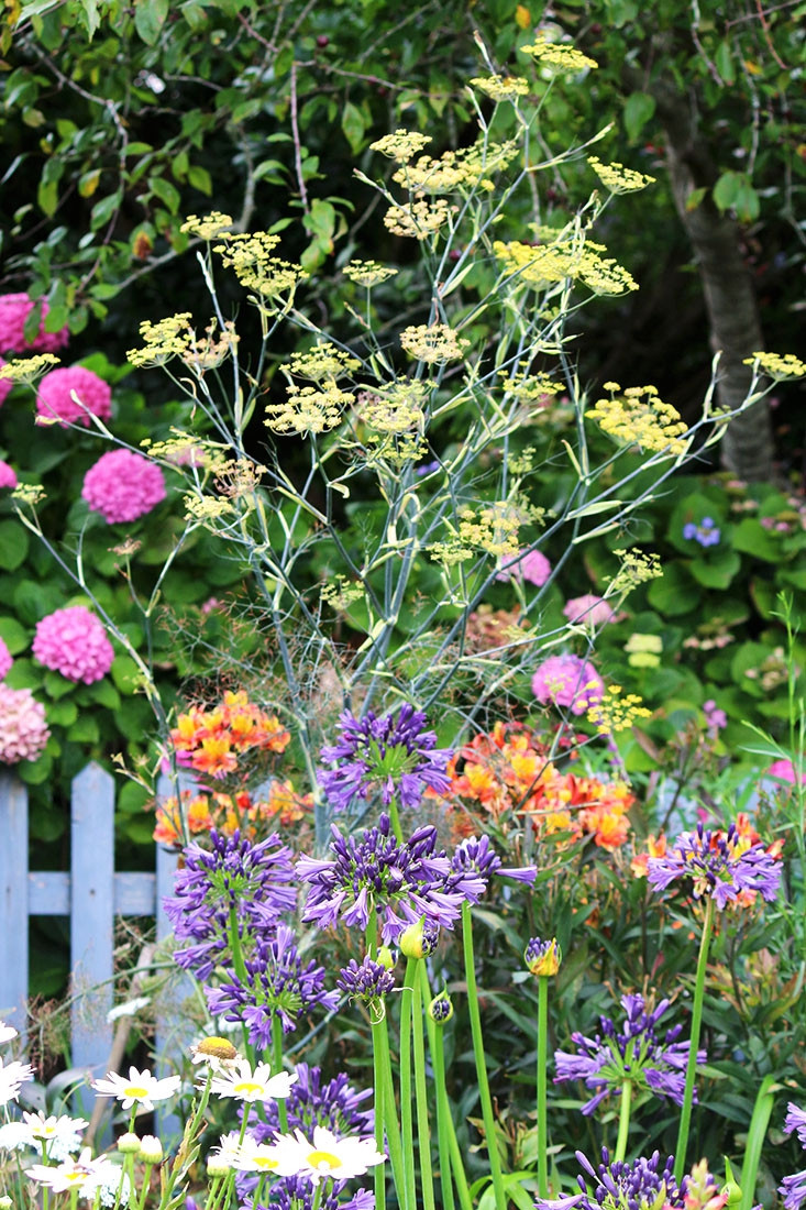 Khu vuon ngap hoa cua cu ba 83 tuoi da danh 33 nam de cham soc-Hinh-3