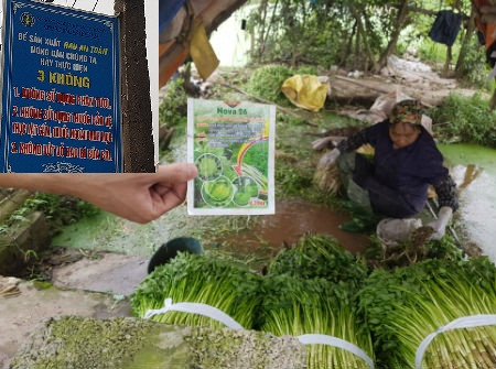 Sự thật khủng khiếp ở vựa rau an toàn cung ứng cho Hà Nội Su that khung khiep o vua rau an toan cung ung cho Ha Noi