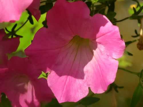 Máy chạy Android 5.1.