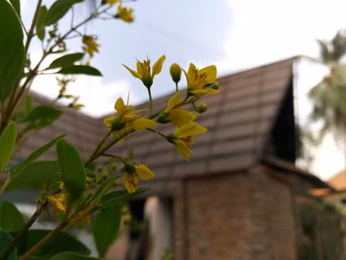 Sản phẩm đã chính thức được Mobiistar lần đầu tiên giới thiệu hồi trung tuần tháng 1/2016.