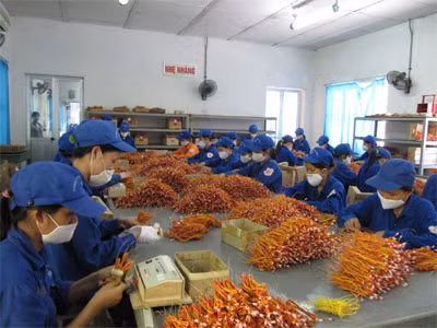 Có bề dày lịch sử 47 năm xây dựng và phát triển, Z121 là đơn vị trực thuộc Tổng cục Công nghiệp Quốc phòng (Bộ Quốc phòng), chuyên sản xuất các loại ống nổ, hạt lựu, liều phóng, dây nổ, dây cháy chậm… một số các mặt hàng lưỡng dụng phục vụ nền kinh tế quốc dân như thuốc nổ công nghiệp, phụ kiện nổ (kíp nổ, kíp điện, kíp vi sai…). Đặc Ảnh: Nhabaonu