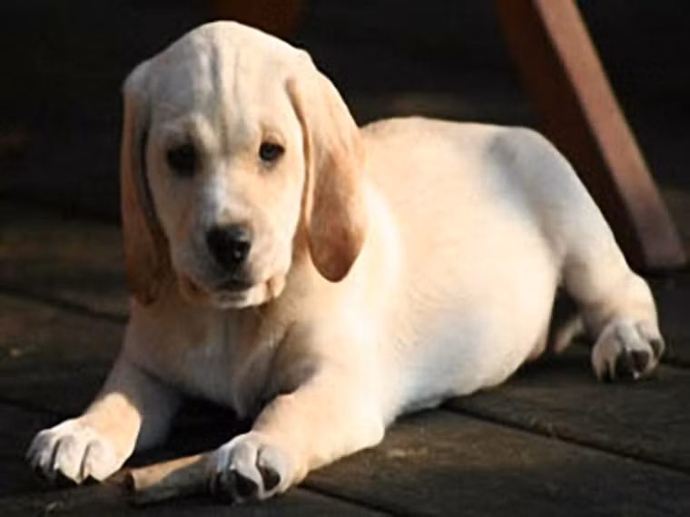 Cụ thể, Labrador được yêu cầu hoàn thành bài kiểm tra đánh hơi mẫu chất thải và hơi thở của 48 bệnh nhân ung thư đại tràng và 258 tình nguyện viên không mắc bệnh. Tuy nhiên, một nửa lượng tình nguyện viên có chứa các polyp đại tràng trong người – một dạng u lành tính được xem là tiền thân của ung thư đại tràng.