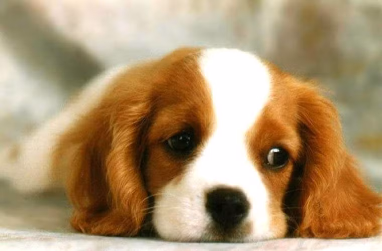 Tương tự, một chú chó cũng có hành động kỳ lạ giúp cô chủ 9 tuổi của mình phát hiện trọng bệnh. Nó tỏ ra buồn bã khi người chủ trở nên mệt mỏi và chán nản. Mỗi khi có điều kiện, chú chó này thường mon men lại gần chủ và cố gắng hít thật mạnh. Bà mẹ cô bé là người đầu tiên nhận thấy vẻ mặt buồn rười rượi của chú chó và thấy có điều gì đó bất thường. Bà quyết định đưa con gái đi khám và phát hiện cô đã mắc ung thư.