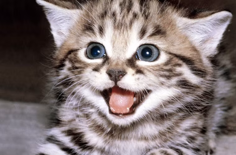 Một người phụ nữ Anh tình cờ phát hiện mình mắc ung thư vú khi con mèo cưng hết lần này đến lần khác nhảy bổ vào ngực bà. Hóa ra, nó đã “đánh hơi” được mầm mống của căn bệnh nên muốn báo động cho chủ nhân biết.