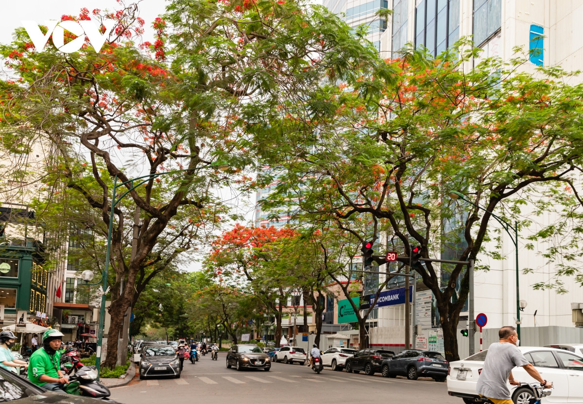 Rực rỡ sắc đỏ hoa phượng trên các con phố Hà Nội Ruc ro sac do hoa phuong tren cac con pho Ha Noi
