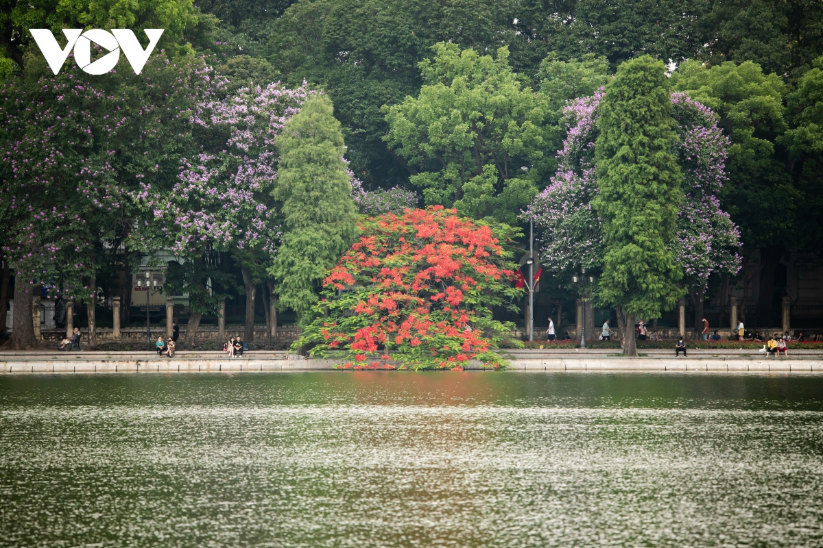 Nếu như bằng lăng mang đến sắc tím lãng mạn cho phố phường Hà Nội, hoa phượng lại "thắp lửa" rạng rỡ bằng những chùm hoa đỏ rực dưới nắng hè.