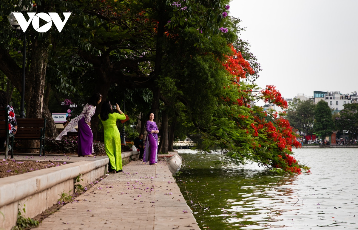 Những tà áo dài thả dáng bên gốc phượng. Loài hoa này chứa đựng nhiều kỷ niệm, khiến lòng người xao xuyến mỗi khi nhớ về một thời học trò đã qua.