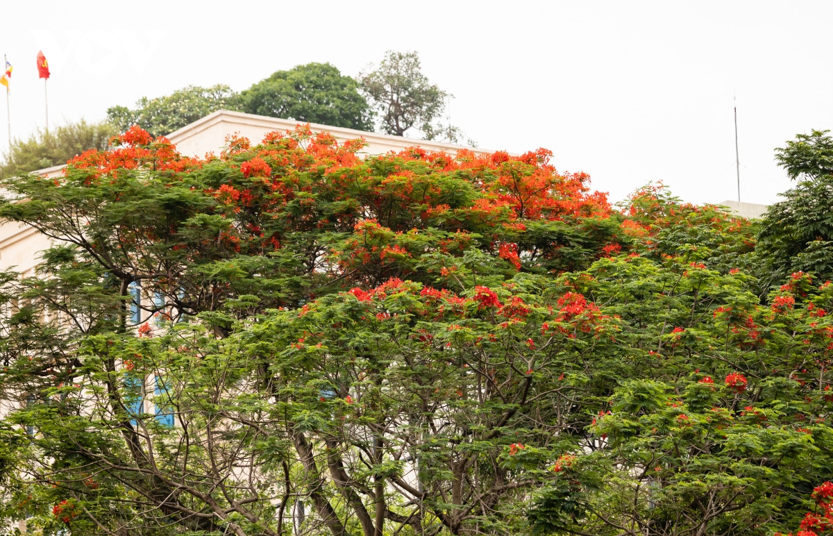 Rực rỡ sắc đỏ hoa phượng trên các con phố Hà Nội - Hình 2 Ruc ro sac do hoa phuong tren cac con pho Ha Noi-Hinh-2