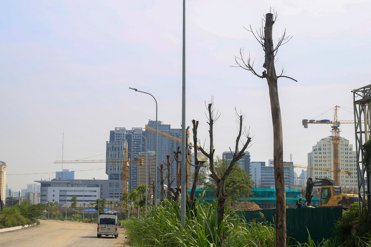 Dọc tuyến đường vào công viên giáp với đường Phạm Hùng (quận Nam Từ Liêm), nhiều cây xanh trong tình trạng chết khô, trụi lá do lâu ngày không được chăm sóc.