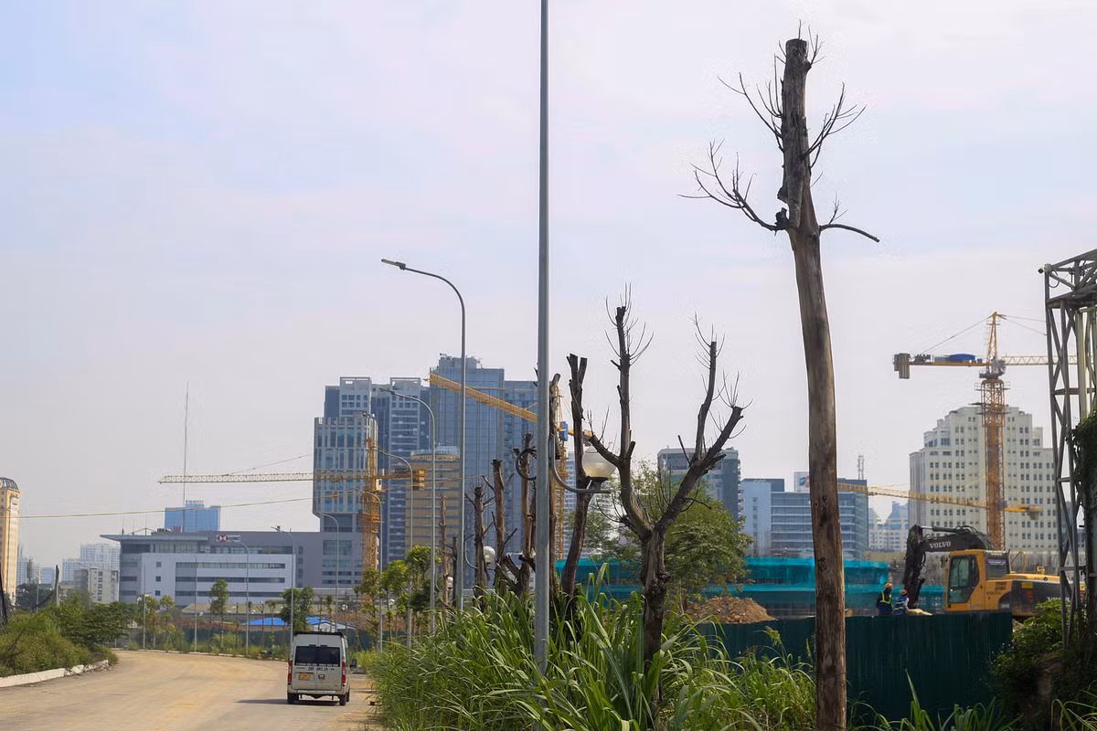 Dọc tuyến đường vào công viên giáp với đường Phạm Hùng (quận Nam Từ Liêm), nhiều cây xanh trong tình trạng chết khô, trụi lá do lâu ngày không được chăm sóc.