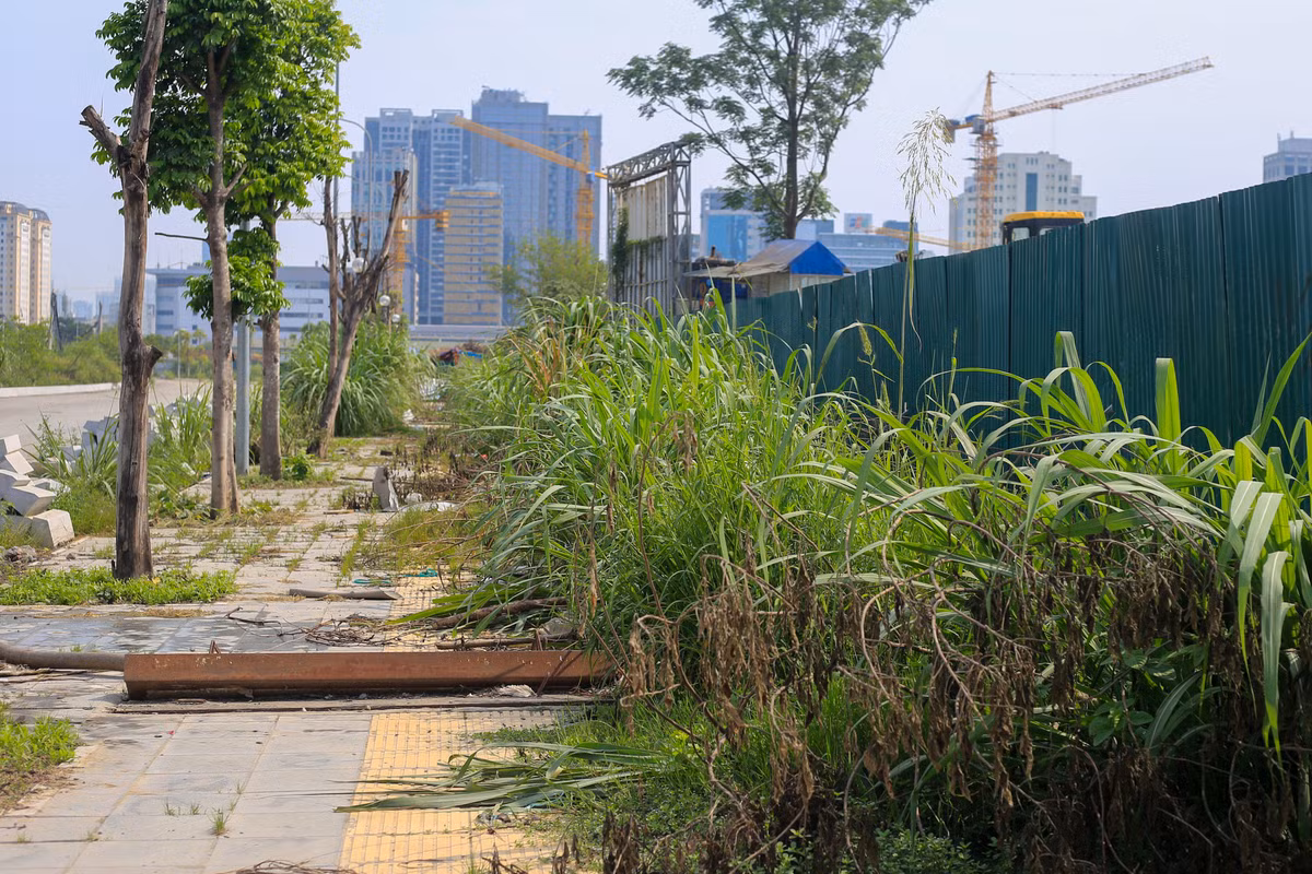 Cỏ mọc cao nửa người ở vỉa hè tiếp giáp với công viên, nhiều nắp cống lồi lên gây nguy hiểm cho người đi bộ.