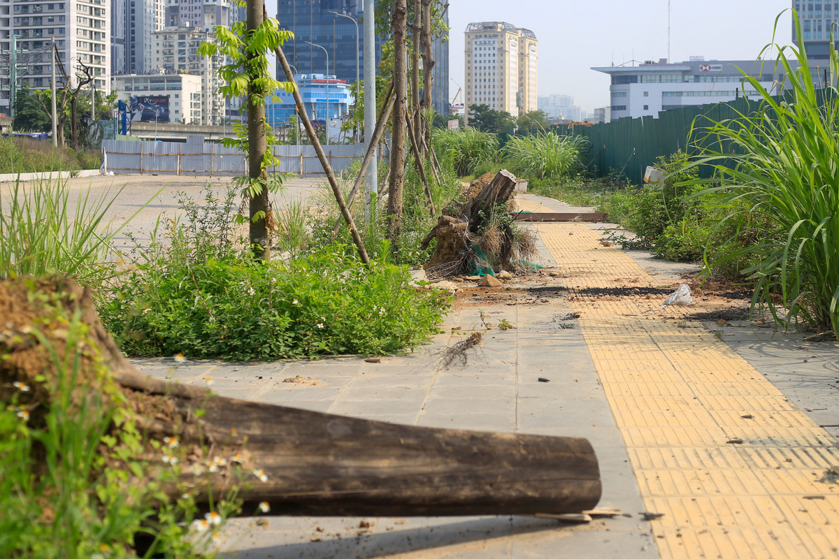 Gốc cây sau khi chặt hạ bị vứt tràn lan trên vỉa hè, nhiều ngày không có đơn vị liên quan đến xử lý.