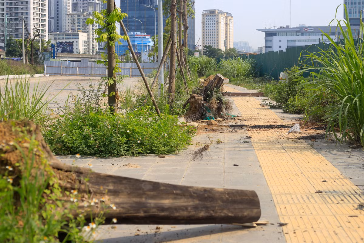 Gốc cây sau khi chặt hạ bị vứt tràn lan trên vỉa hè, nhiều ngày không có đơn vị liên quan đến xử lý.