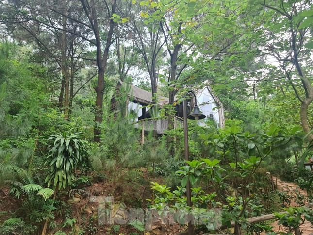 Những ngôi nhà được xây dựng nằm giữa rừng thông