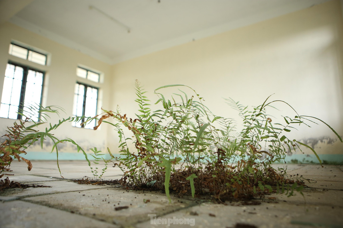 Cỏ dại mọc ngay trong lớp học do thời gian dài không sử dụng.