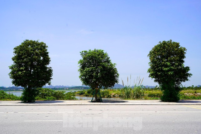 Cứ mỗi gốc xoài cách nhau 5m nối nhau trên đoạn đường dài hơn 5km đang thu hút nhiều bạn trẻ ở Hạ Long đến chụp ảnh check in và có thể hái xoài để thưởng thức.