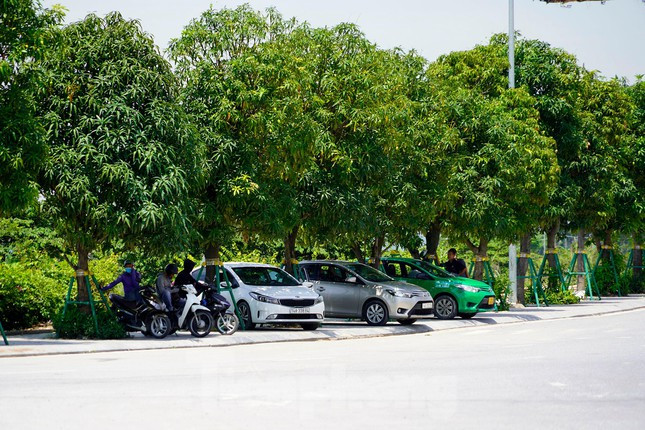Hàng cây xoài trên đường 10 làn không chỉ cho quả mà còn là nơi tránh nắng của người dân.