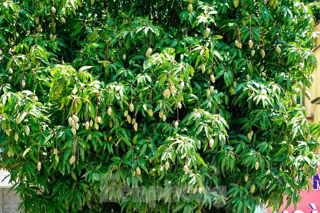 Ước tính mỗi cây xoài có đến vài trăm quả.