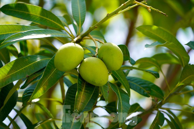 Xoài ở đây đang độ xanh, chưa đến tầm chín nhưng nhiều người dân Hạ Long đã tìm cách xuống.