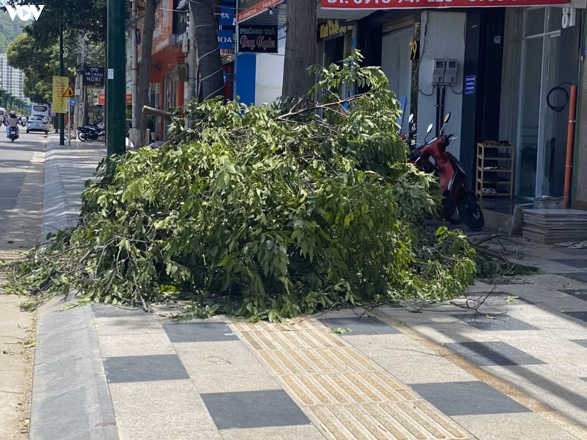 Nhiều cây xanh bị chặt hạ cũng chắn hết lối đi