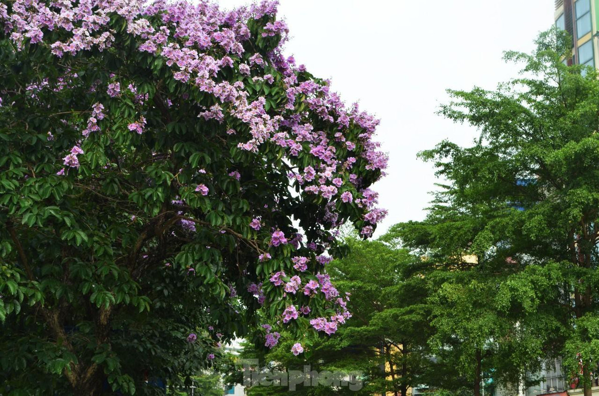 Đây cũng là loại hoa gắn với tình yêu đôi lứa, sự thủy chung.