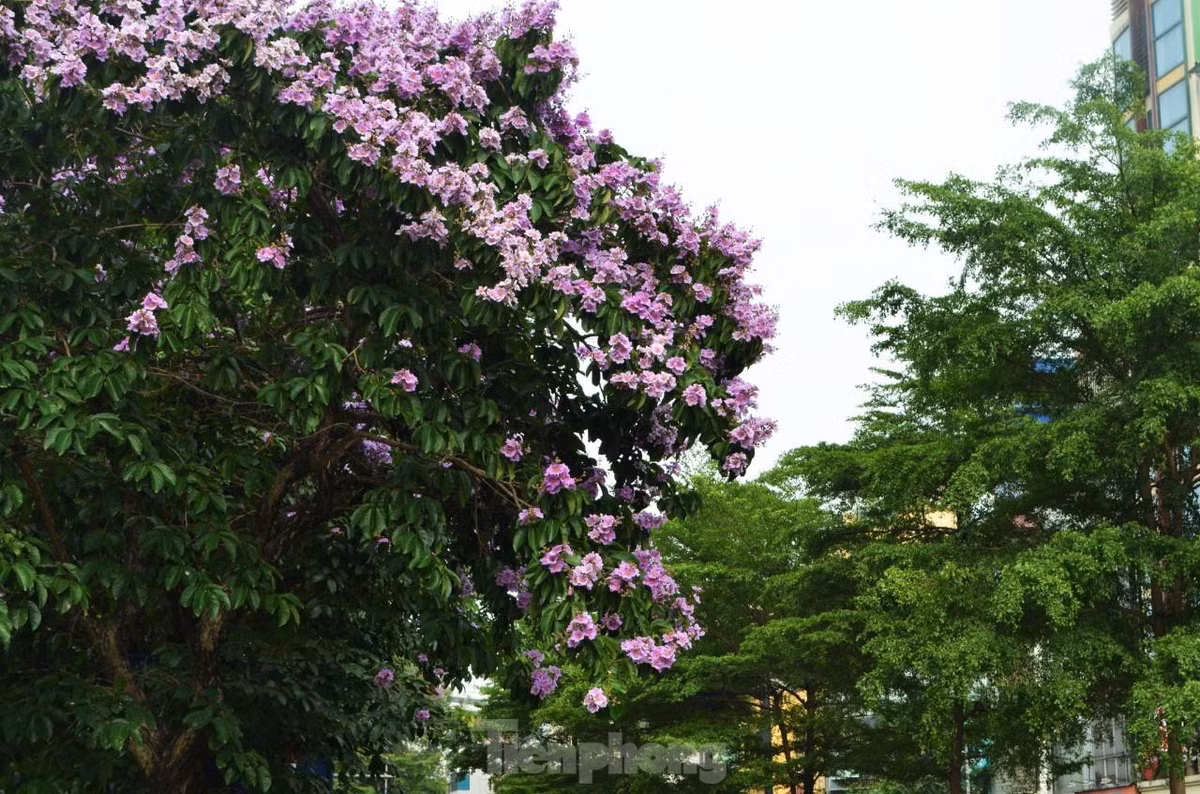 Đây cũng là loại hoa gắn với tình yêu đôi lứa, sự thủy chung.