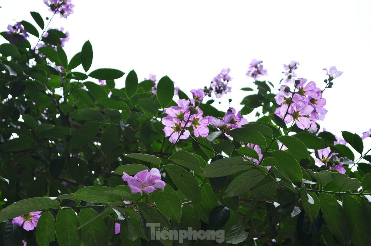 Mỗi bông hoa khi nở xòe rộng và có 6 cánh mỏng