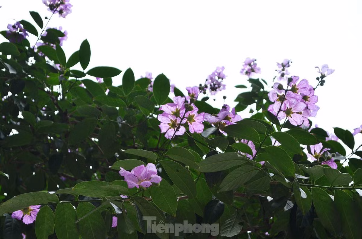 Mỗi bông hoa khi nở xòe rộng và có 6 cánh mỏng