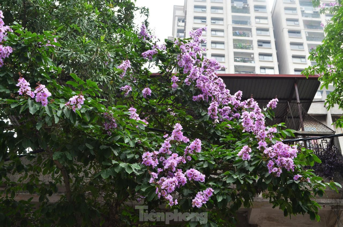 Hoa thường mọc thành từng chùm ở đầu cành, cành hoa có chiều dài từ 20-30 cm.