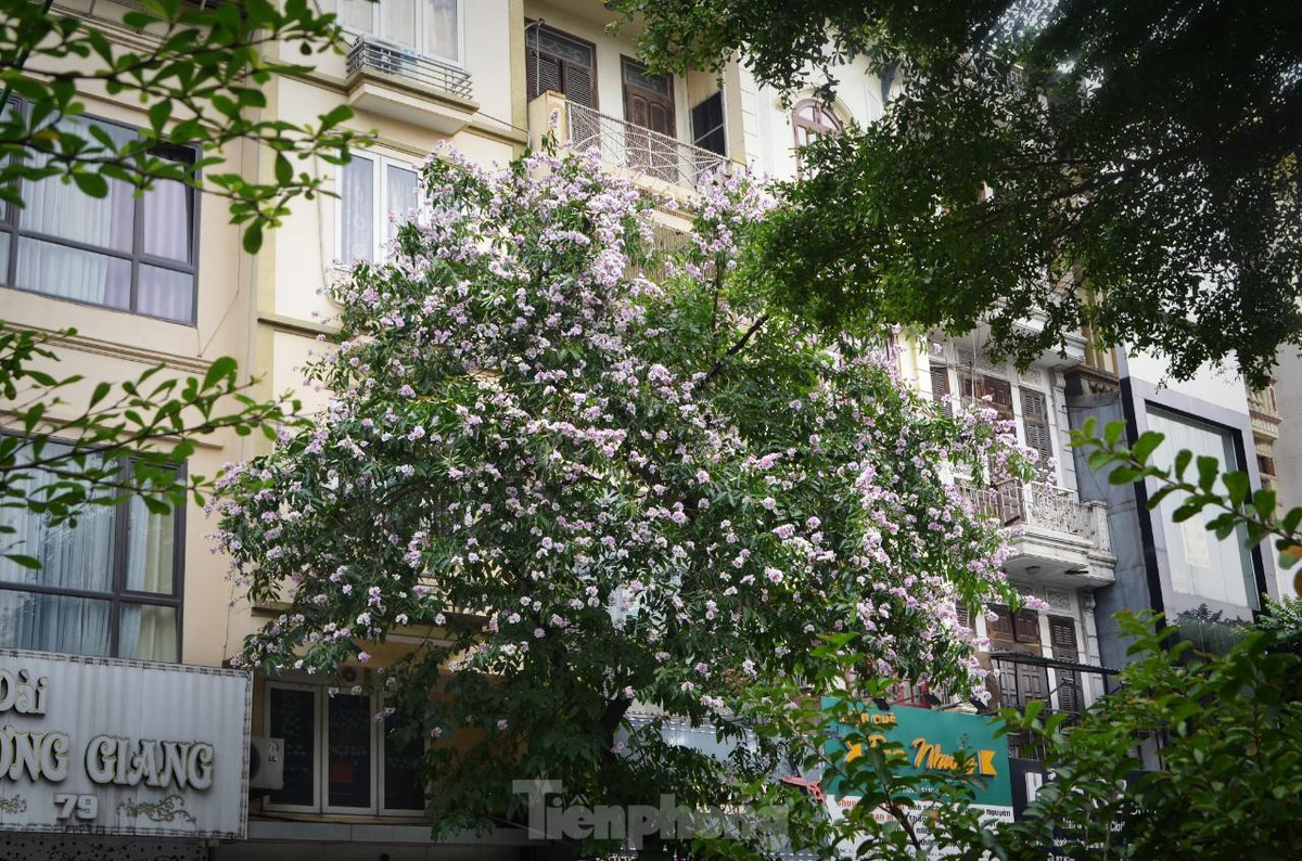 ...hay tím phớt trắng.