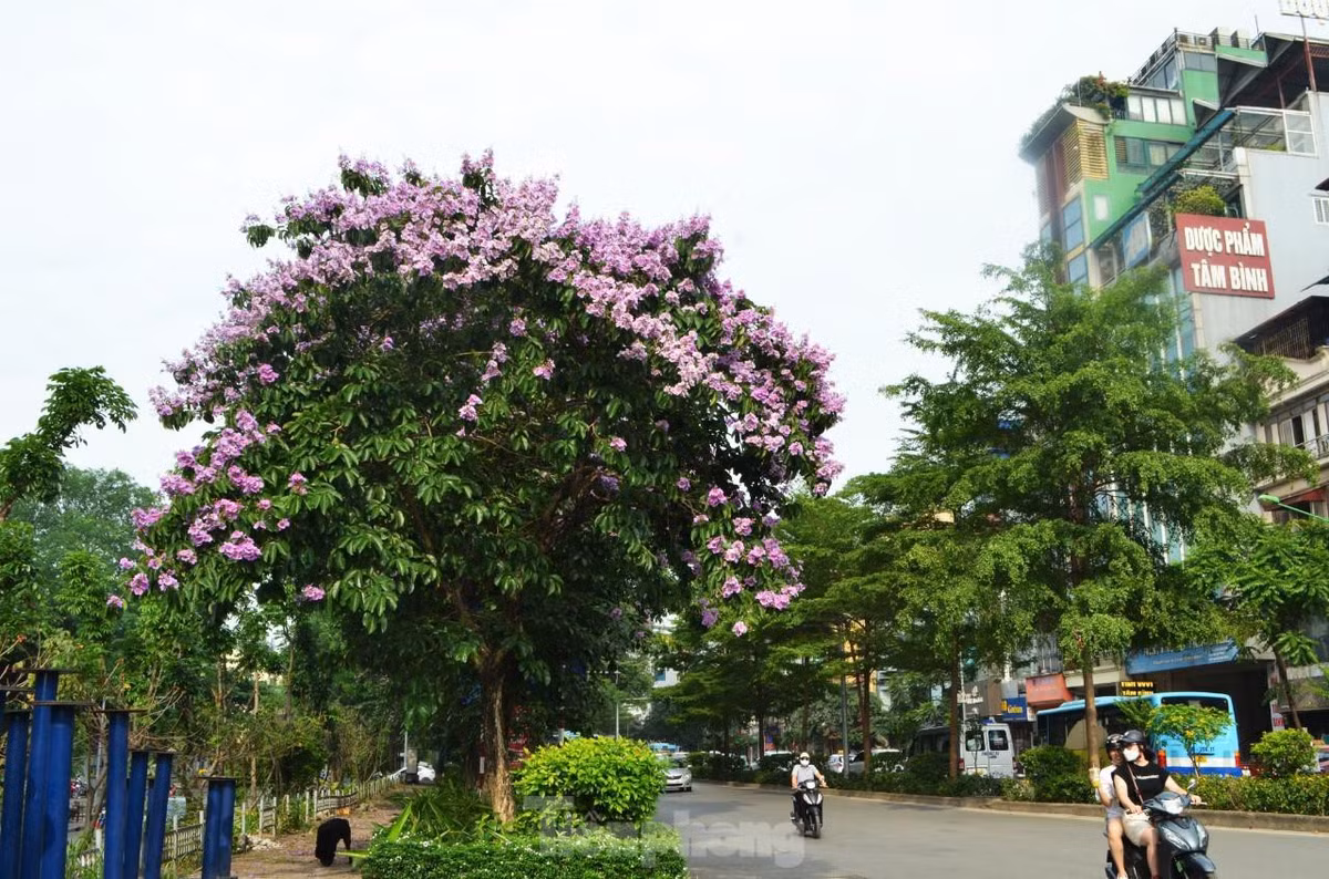 Hoa bằng lăng đã được trồng trên nhiều con phố của Thủ Đô.