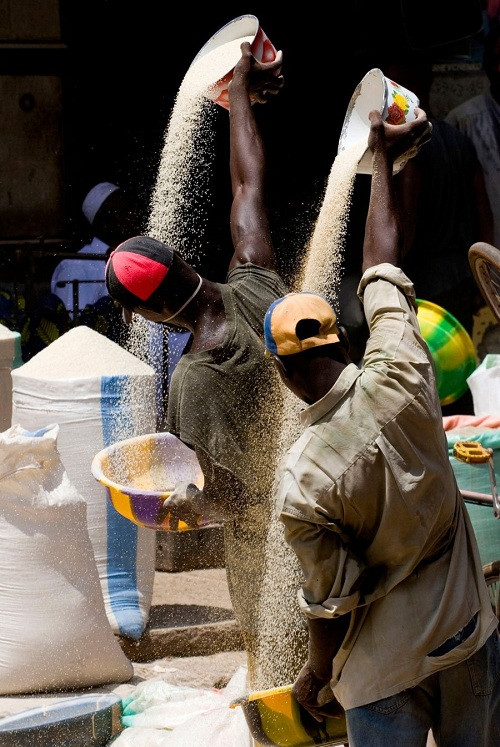 Công nhân trong công ty gạo tại Mali phải làm việc quần quật cả ngày.