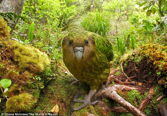 Vẹt đêm New Zealand hay gọi là vẹt kakapo, vẹt cú, là một loài chim trong họ Strigopidae. Đây là loài vẹt duy nhất trên thế giới không biết bay. Chúng có lông màu xanh lục sáng và mặt hơi giống cú mèo chuyên sống về đêm. Loài chim này đang trong tình trạng nguy cấp. Thủ tướng New Zealand - John Key thậm chí đã quyết định bổ nhiệm Sirocco (một chú vẹt Kakapo) làm “đại sứ về bảo tồn” của Chính phủ.