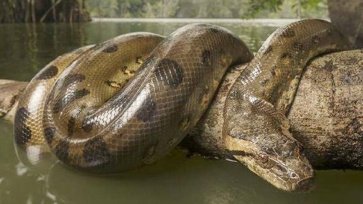  Trăn đá châu Phi (tên khoa học P. natalensis). Thuộc loài rắn lớn nonvenomous vùng cận Sahara. Đây được coi là loài rắn lớn nhất châu Phi, con trưởng thành có thể dài hơn 6 mét.