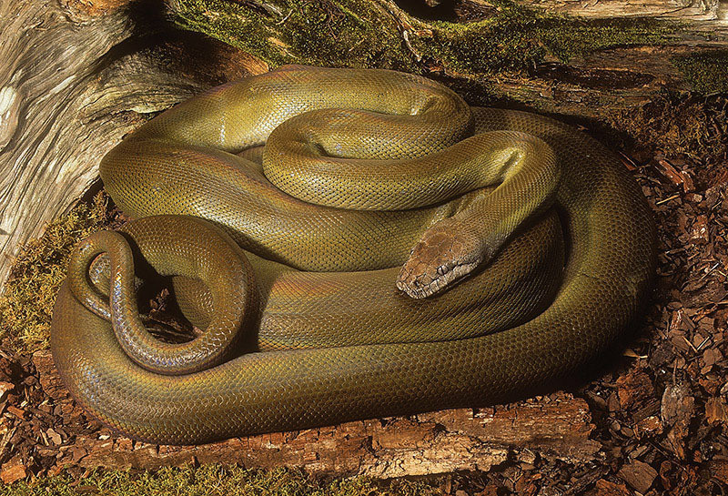 Chúng được tìm thấy ở New Guinea và vùng đảo Fegusson.Trăn Papua thường săn mồi về đêm, ăn động vật có vũ cỡ nhỏ hoặc thậm chí là các loài rắn khác. Nghe có vẻ nguy hiểm, song trăn papua lại khá chậm chạp và vô hại với con người.