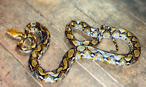 Trăn gấm có đầu dài, nhỏ, màu vàng nhạt hoặc màu nâu, chạy dọc thân là một vệt xám đen, tạo thành dạng mắt nổi trên nền màu vàng nâu. Trăn gấm có thể dài tới 6,95 mét và dài hơn khoảng từ 2 đến 3,5 mét so với loài trăn nặng nhất thế giới là trăn Anaconda xanh.