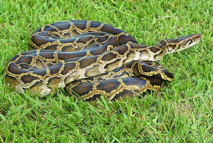 Trăn Miến Điện (tên khoa học Python bivittatus). Trăn Miến Điện là một trong những loài họ rắn lớn nhất trên thế giới. 