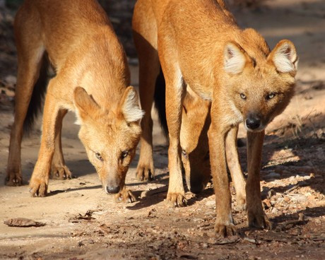 Mặc dù nguy hiểm như vậy, sói lửa hiếm khi chủ động tấn công con người. Có lẽ bản năng đã mách bảo chúng rằng loài người chính là loài vật nguy hiểm nhất trên quả đất.