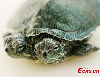 Thú vui tao nhã: Dắt... rùa đi dạo mỗi ngày ở Manchester ảnh 4