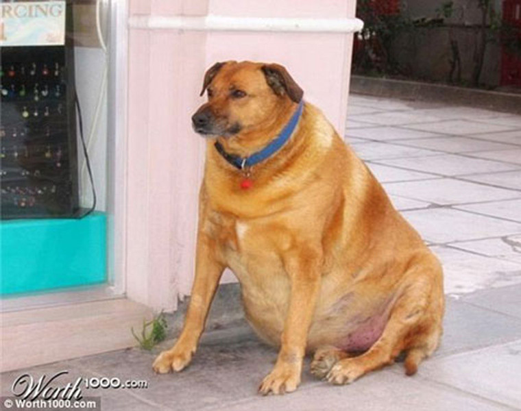  Chú chó mập ú nhìn giống như đang mang bầu.