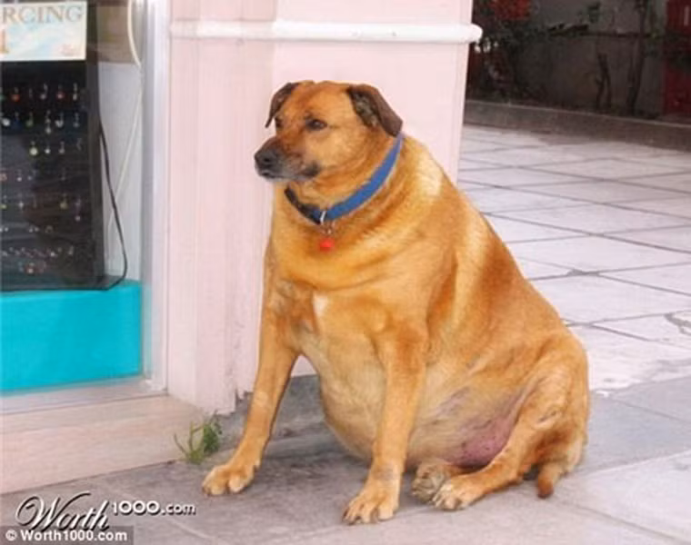  Chú chó mập ú nhìn giống như đang mang bầu. 