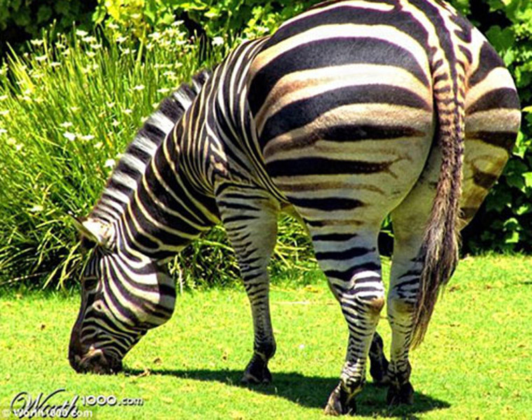  Ngựa vằn cũng trở nên đáng yêu hơn khi sở hữu cơ thể tròn trịa, có da có thịt.