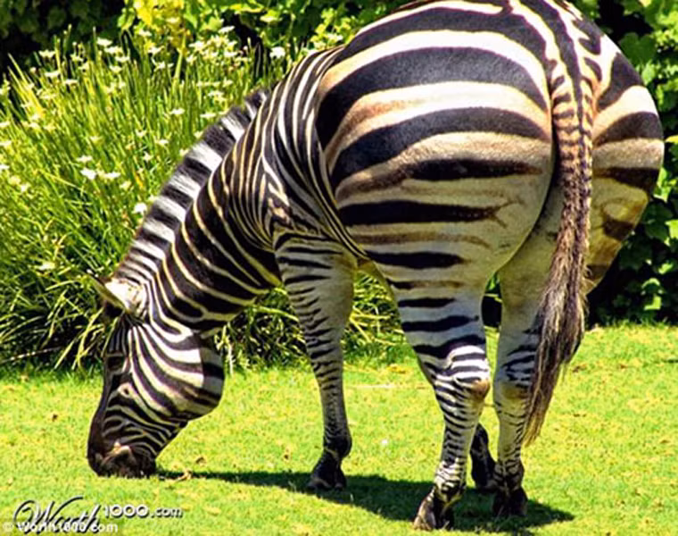  Ngựa vằn cũng trở nên đáng yêu hơn khi sở hữu cơ thể tròn trịa, có da có thịt. 